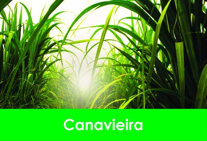 canavieira