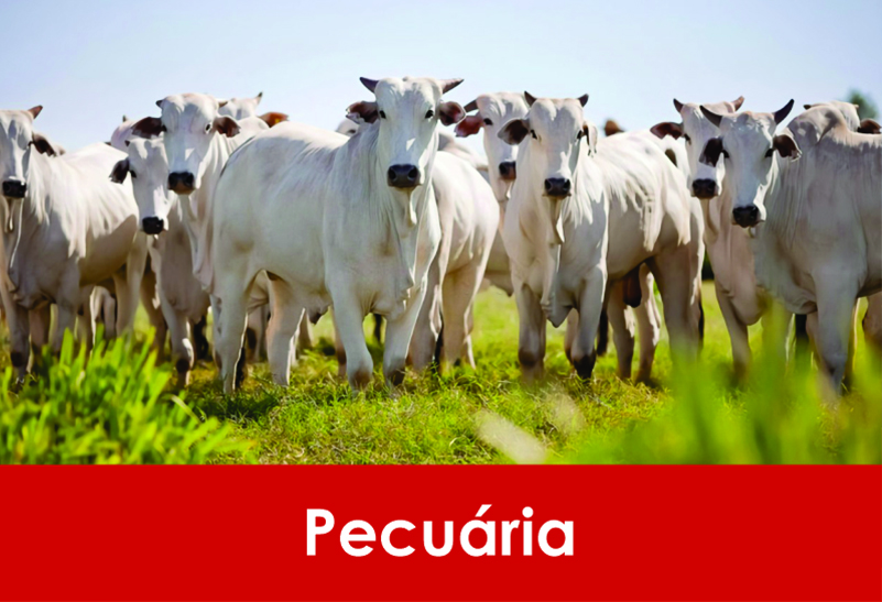 pecuaria